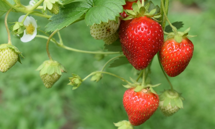 Knallig rot, fruchtig süß, groß und klein – endlich wieder bayerische Erdbeeren  